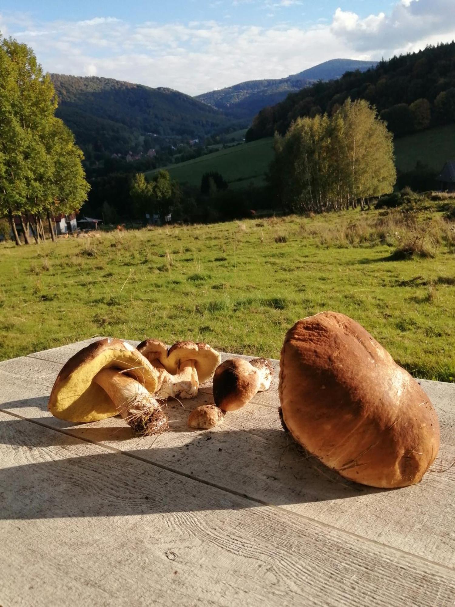 Domek W Gorach Sowich Pieszyce Extérieur photo